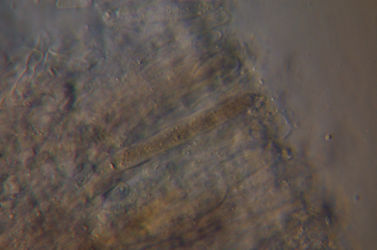 Stereum? (Stereum gausapatum)